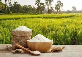 لغو ممنوغیت واردات برنج در فصل برداشت